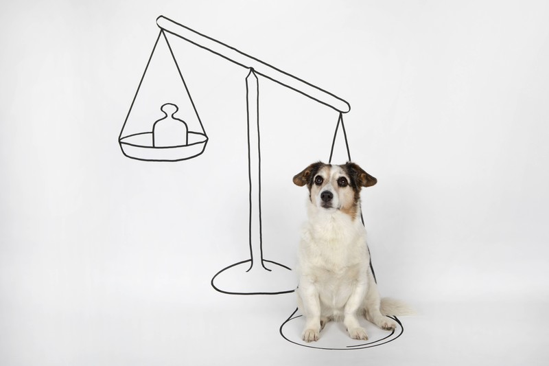 Die einzelnen Sternzeichen haben alle verschiedene Eigenschaften.