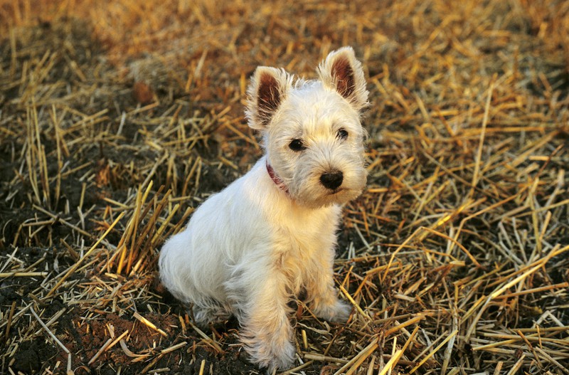 Die süße Hunderasse der West Highland Terrier passen charakterlich zum Sternzeichen Wassermann.