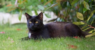 Zuerst glaub niemand, was dieser Katze aus dem Wald folgt