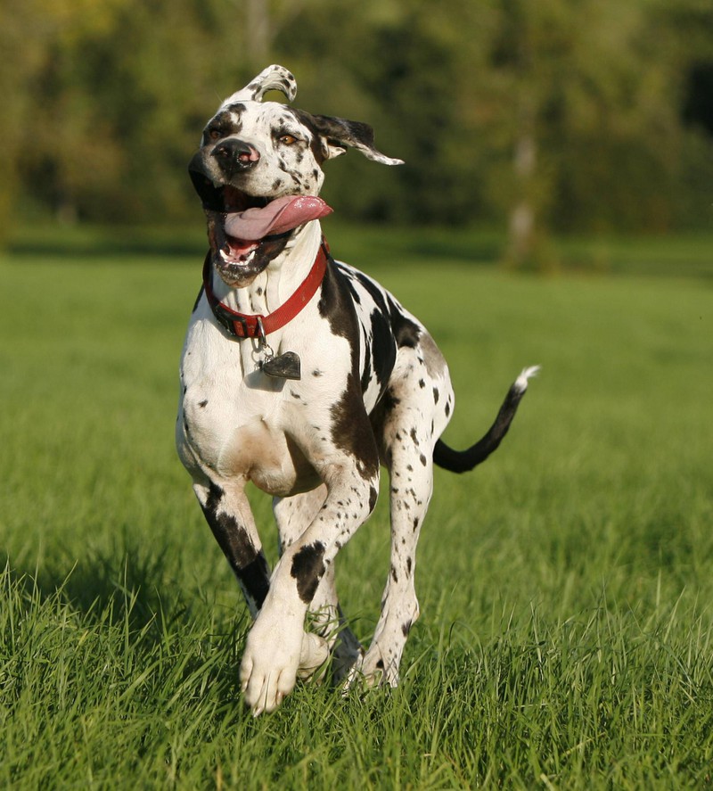 Die Dogge passt zum Sternzeichen Waage.