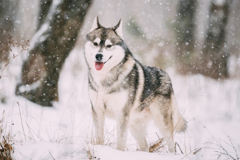 Ein Husky, ist ein Hund, der zum Sternzeichen Widder passt.