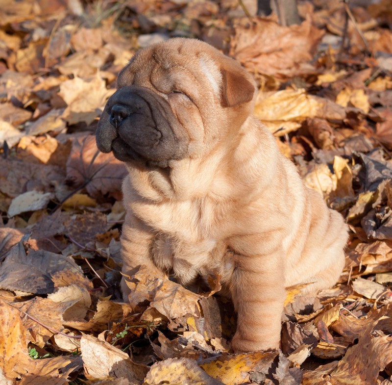 Ein Shar-Pei, der mit dem Sternzeichen Skorpion harmoniert.