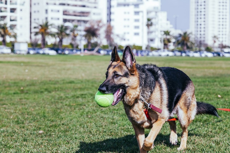 Schäferhunde und Menschen mit dem Sternzeichen Löwe passen gut zusammen.