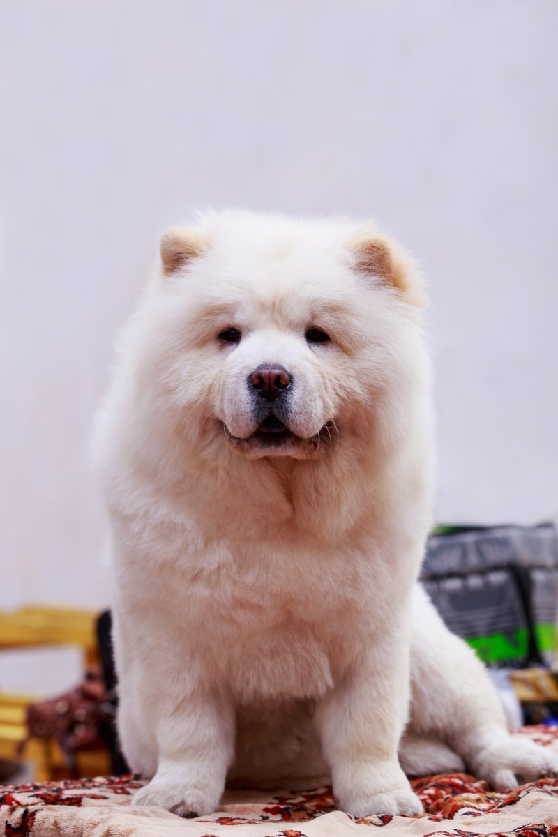 Wassermänner sollten als Hund einen Chow Chow haben.