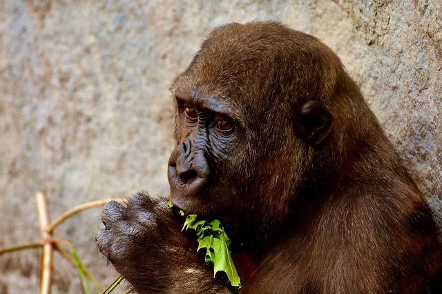 Was dieser Gorilla hier tut, versüßt jedem den Tag