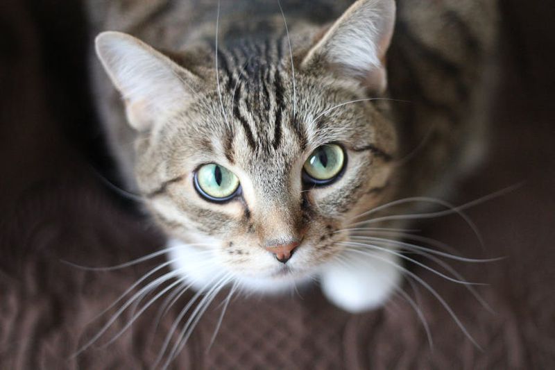 Diese Katze schaut sich die Kamera ganz genau an