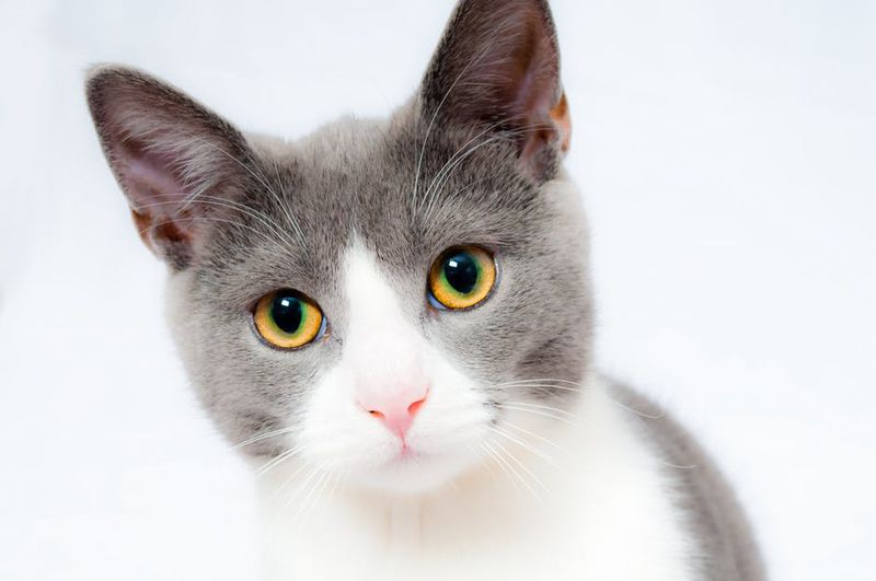 Katze wirft einen tiefen Blick in die Kamera
