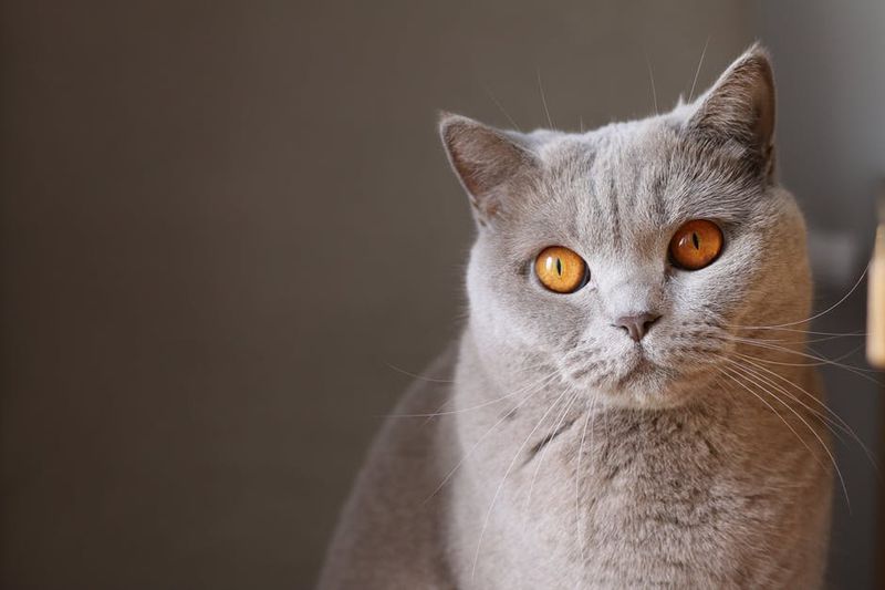 Katze mit intensiv starrendem Blick