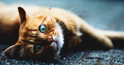 Deswegen starrt deine Katze dich immer so an