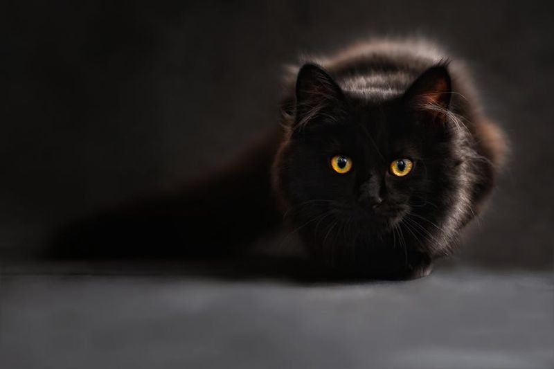 Katze starrt den Fotografen an