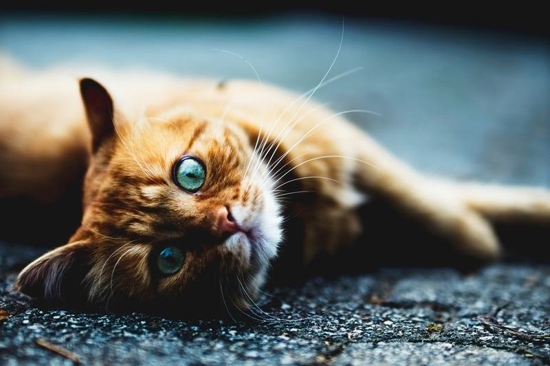 Eine Katze, die große Augen macht