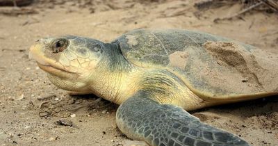 Diese Schildkröte lässt sich trotz Behinderung nicht unterkriegen