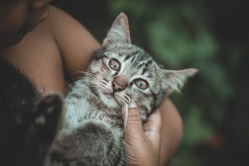 AUf dem Bild ist eine Katze, die kuschelt, und es geht um die Bedeutung von kuschelnden Katzen.