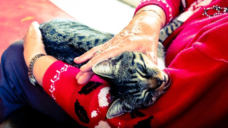 Die Katze kuschelt und es geht um die Bedeutung von kuschelnden Katzen.