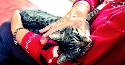 Das bedeutet es, wenn deine Katze mit dir kuscheln will