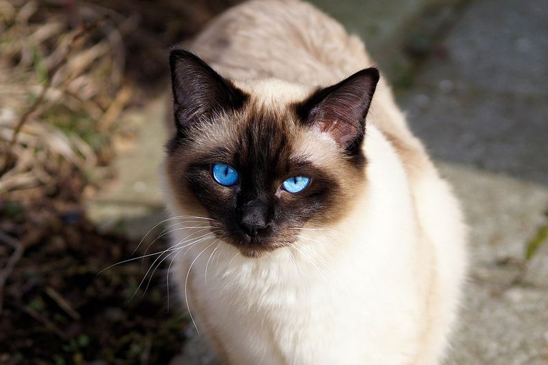 Katze ist abgebildet und die Bedeutung von kuschelnden Katzen