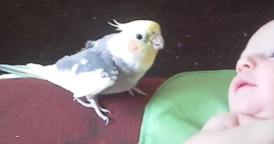 Dieser Vogel kümmert sich rührend um ein Baby