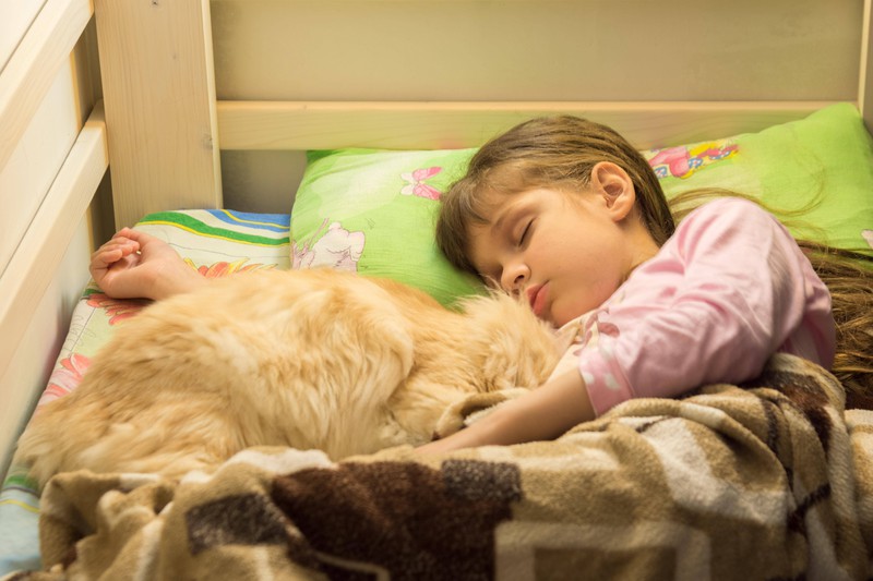 Bestimmt ist es dir schon mal aufgefallen: Haustiere leben nach einem anderen Schlafzyklus als Menschen.
