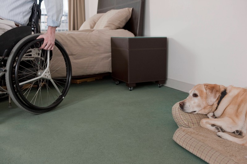 Das Teilen deines Bettes mit einem Haustier kann eine Quelle von Komfort und Freude sein, birgt aber auch eine Reihe von Herausforderungen für Gesundheit, Hygiene und Schlafqualität.