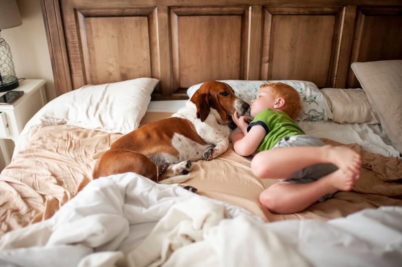 Der Hund sollte in seinem eigenen Bett sein, weil es nicht bei dem Besitzer mit im Bett schlafen sollte