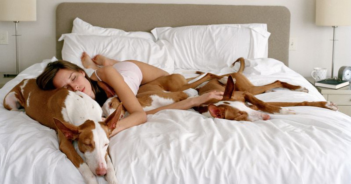 Deswegen sollte dein Haustier nicht bei dir im Bett schlafen