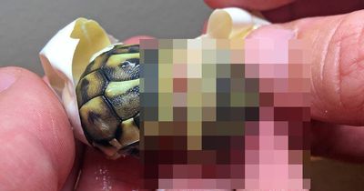 Das ist die wohl ungewöhnlichste Schildkröten-Geburt überhaupt