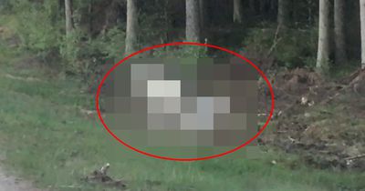 Seltene Elche wurden auf Video festgehalten