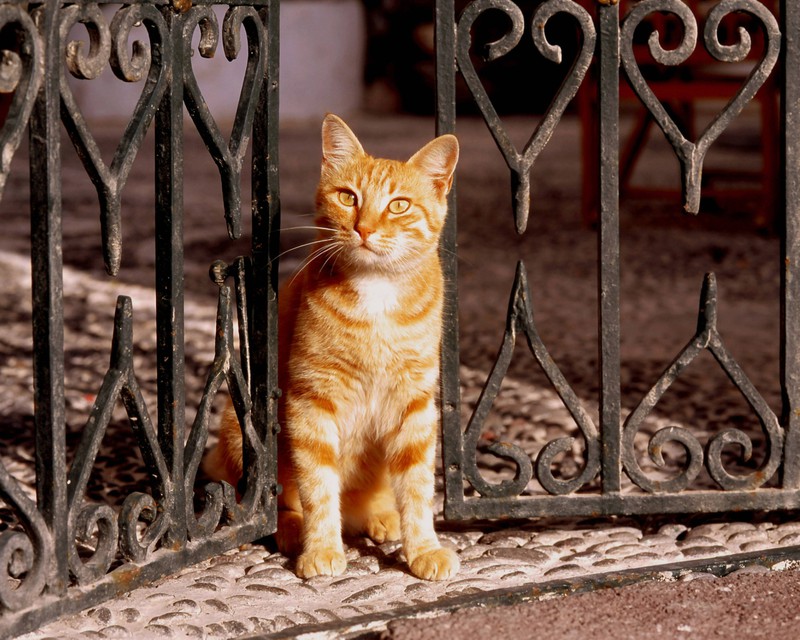 Die meisten Hauskatzen in Deutschland werden wohl auf das klassische „miez-miez-miez“ reagieren.