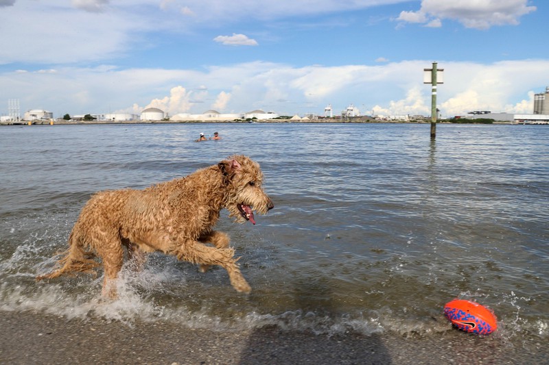 Ein Hund findet etwas am Strand, das ein Leben rettet