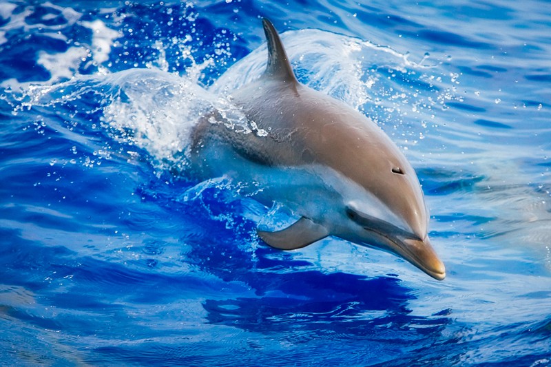 So konnte ein Hund einem Baby Delfin sein Leben retten