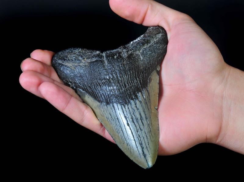 Auf dem Bild ist ein Zahn vom Megalodon zu sehen. Schätzungen zufolge ist er vor 2,6 Millionen Jahren ausgestorben.