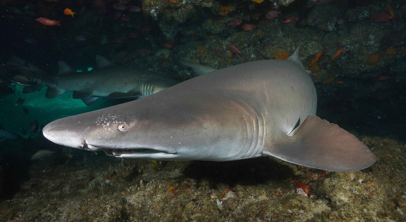 Der Sandtigerhai kommt unter anderem im Mittelmeer vor.