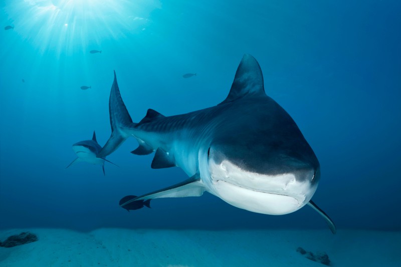 Dieses Bild zeigt einen Hai, der nur selten Menschen angreift.