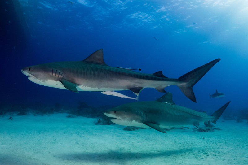 Dieses Bild zeigt einen Hai, der weniger gefährlich ist als ein Mensch.