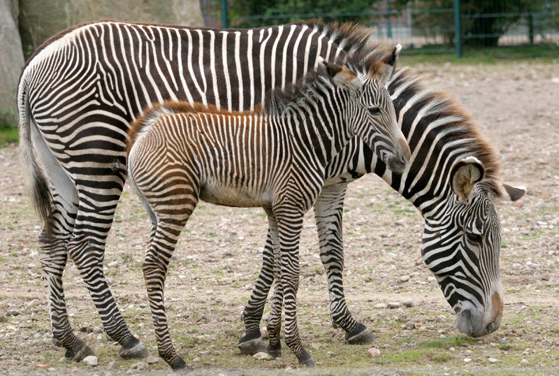 So unglaublich sieht eine Zebra-Geburt aus