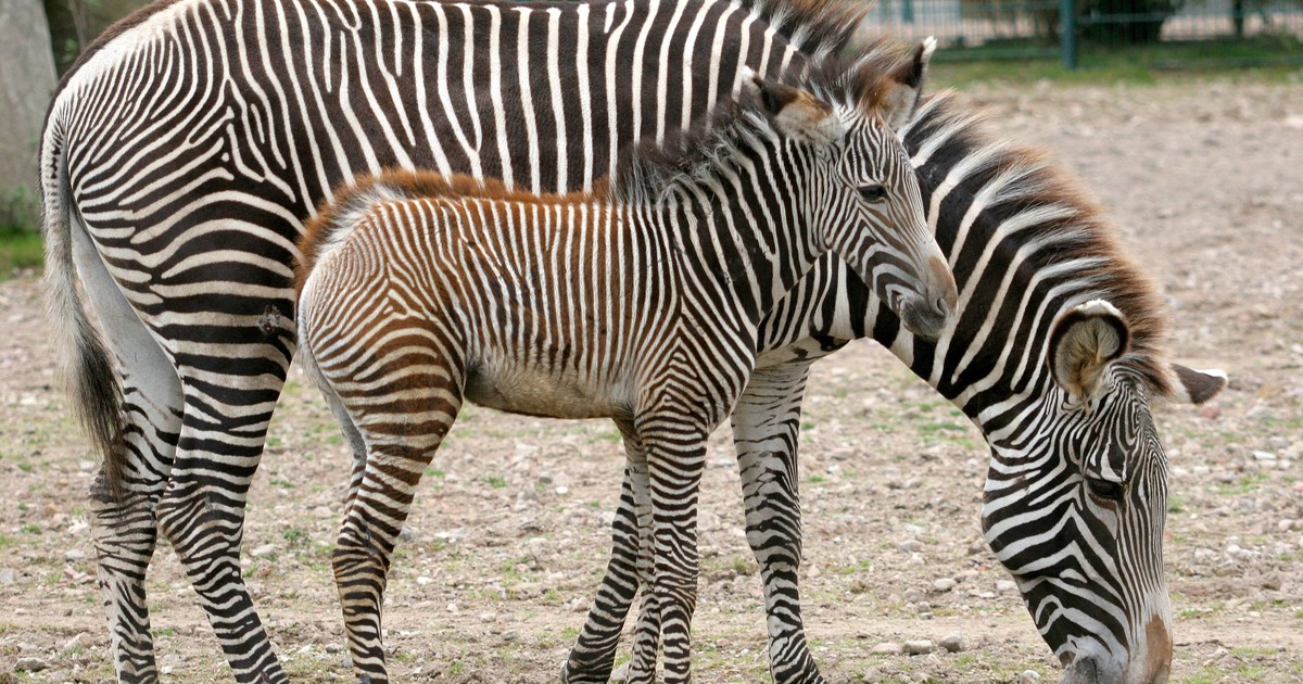 So unglaublich sieht eine Zebra-Geburt aus