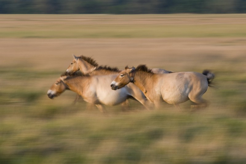 Die Przewalski-Pferde kehren in die Mongolei zurück