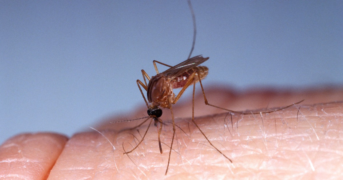 Mücken natürlich loswerden: So einfach geht's!