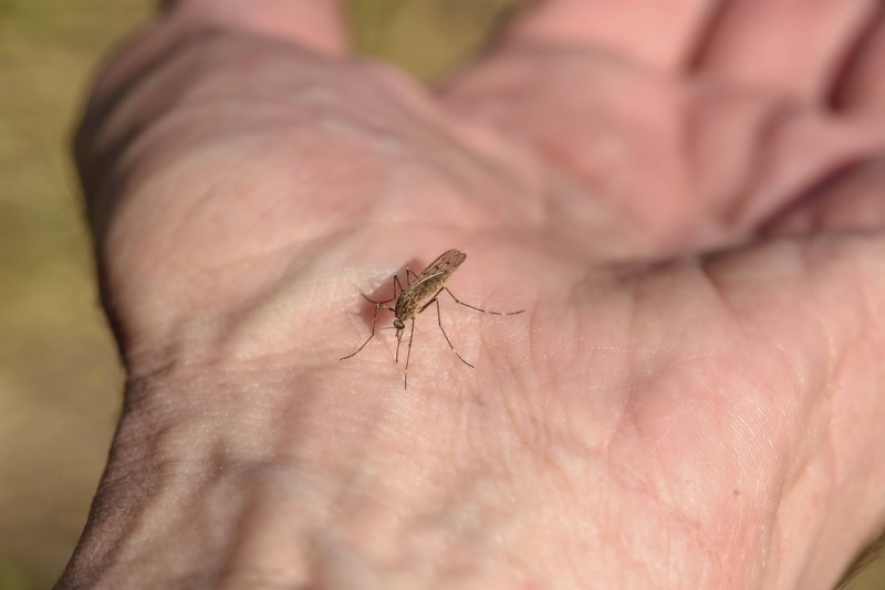 Ein Wirt, der von einer Mücke gestochen wird.