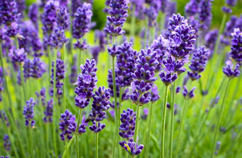Lavendel kann als mückenabweisende Pflanze verwendet werden.