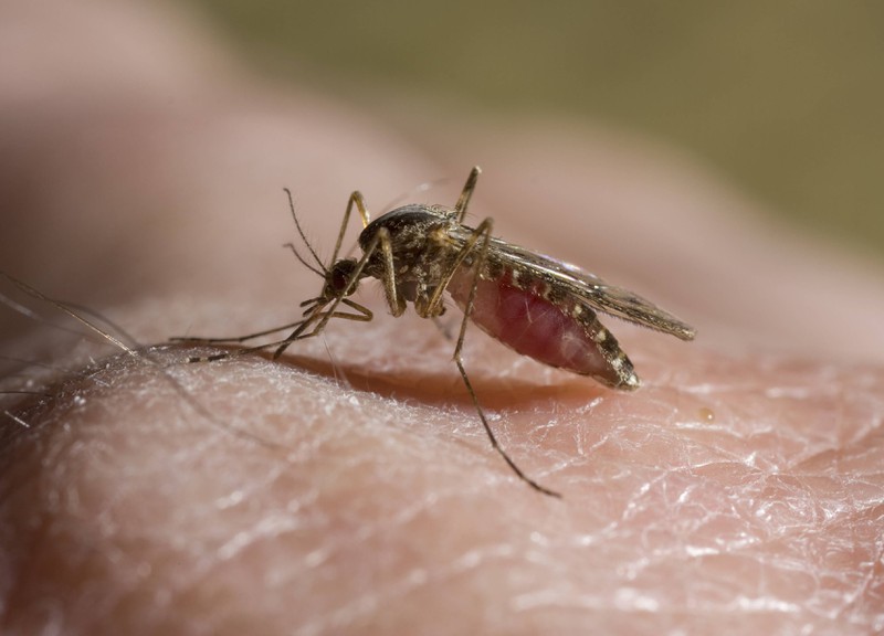 Mücken natürlich loswerden funktioniert. Wir verraten dir, wie das geht!