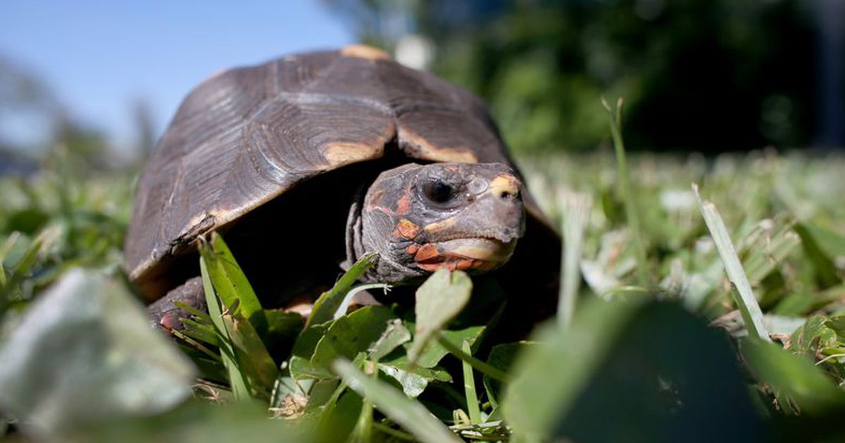 Einzigartige Rettungsaktion für Schildkröten