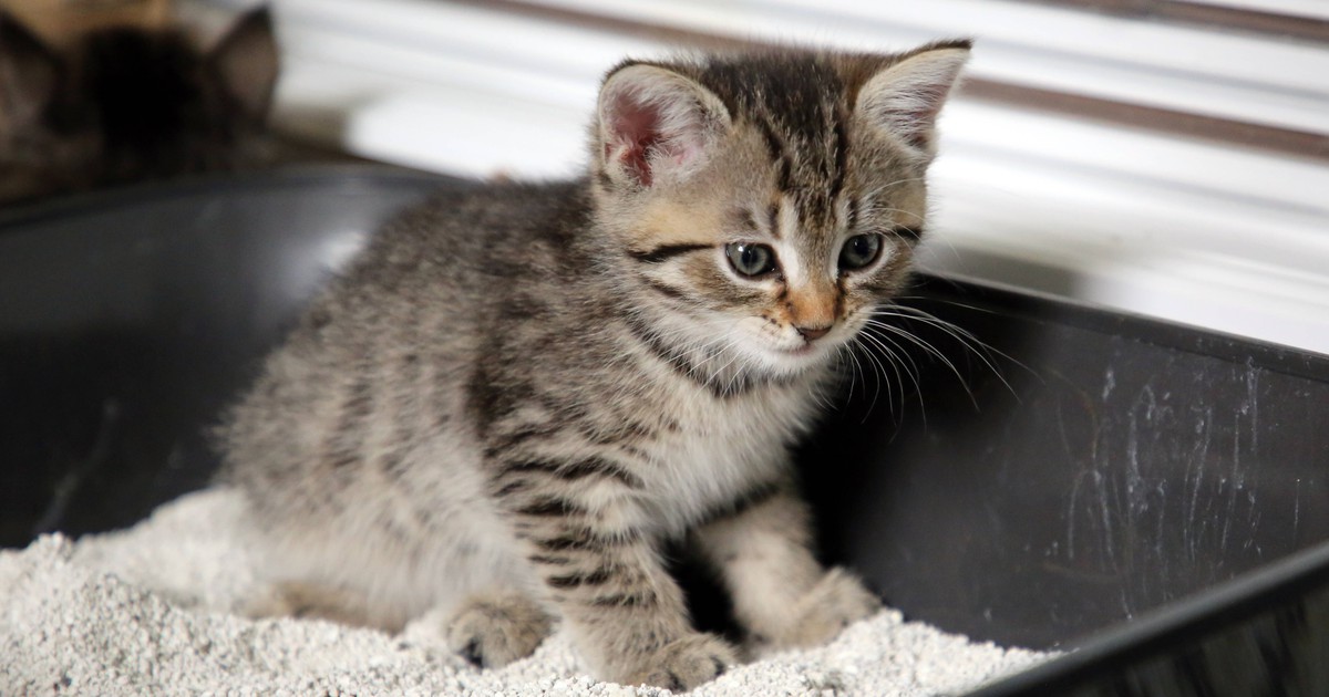 Fehlerfalle Katzenklo: Welche Fehler machen viele?