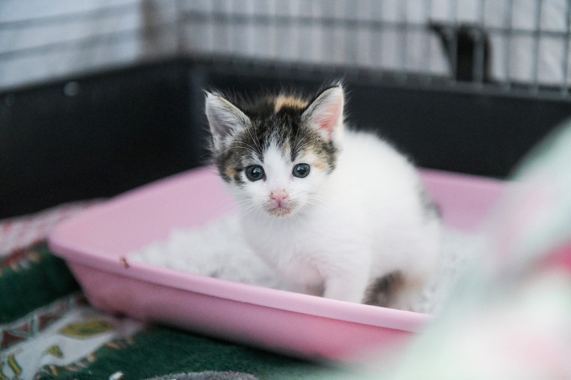Auch die Höhe des Katzenklos ist entscheidend.
