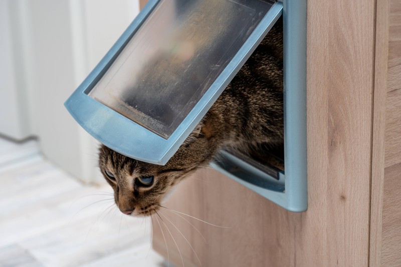 Du solltest dein Katzenklo alle paar Jahre austauschen.