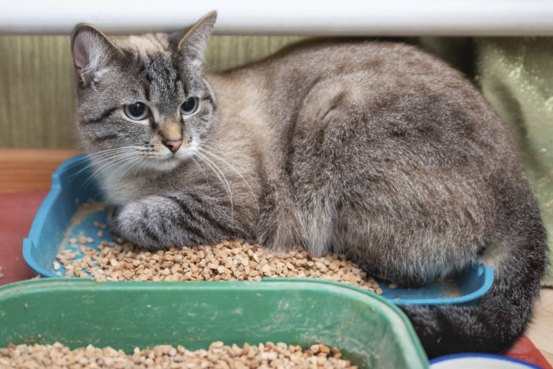 Du solltest immer ein Katzenklo mehr als Katzen im Haus haben!