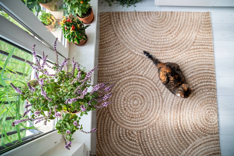 Katzen können Teppiche leicht mit einer Toilette verwechseln.