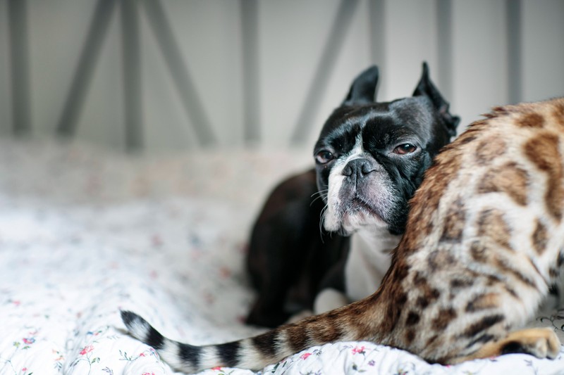 Manche Hunde überschreiten gerne die Grenzen von Katzen.