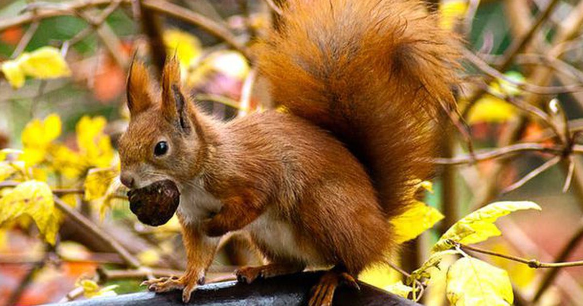5 Gründe, warum du Eichhörnchen lieben solltest!