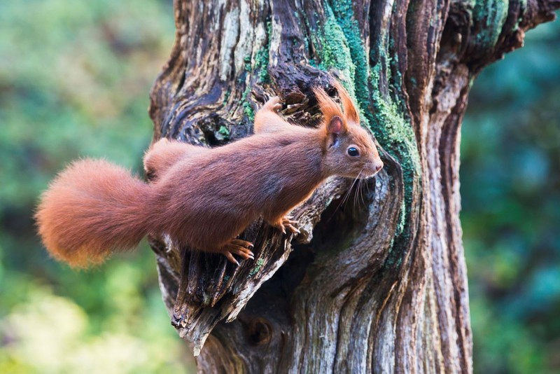 5 Gründe, warum du Eichhörnchen lieben solltest!
